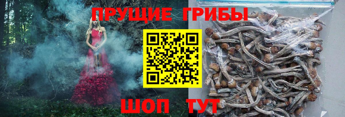 Галлюциногенные грибы GOLDEN TEACHER  где продают   Псилоцибиновые грибы Cubensis  Санкт-Петербург  Вход с VPN 